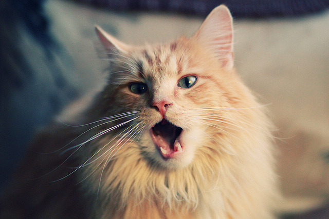 开云下载-CS2 战队阵容优化成效显著，cs2ge