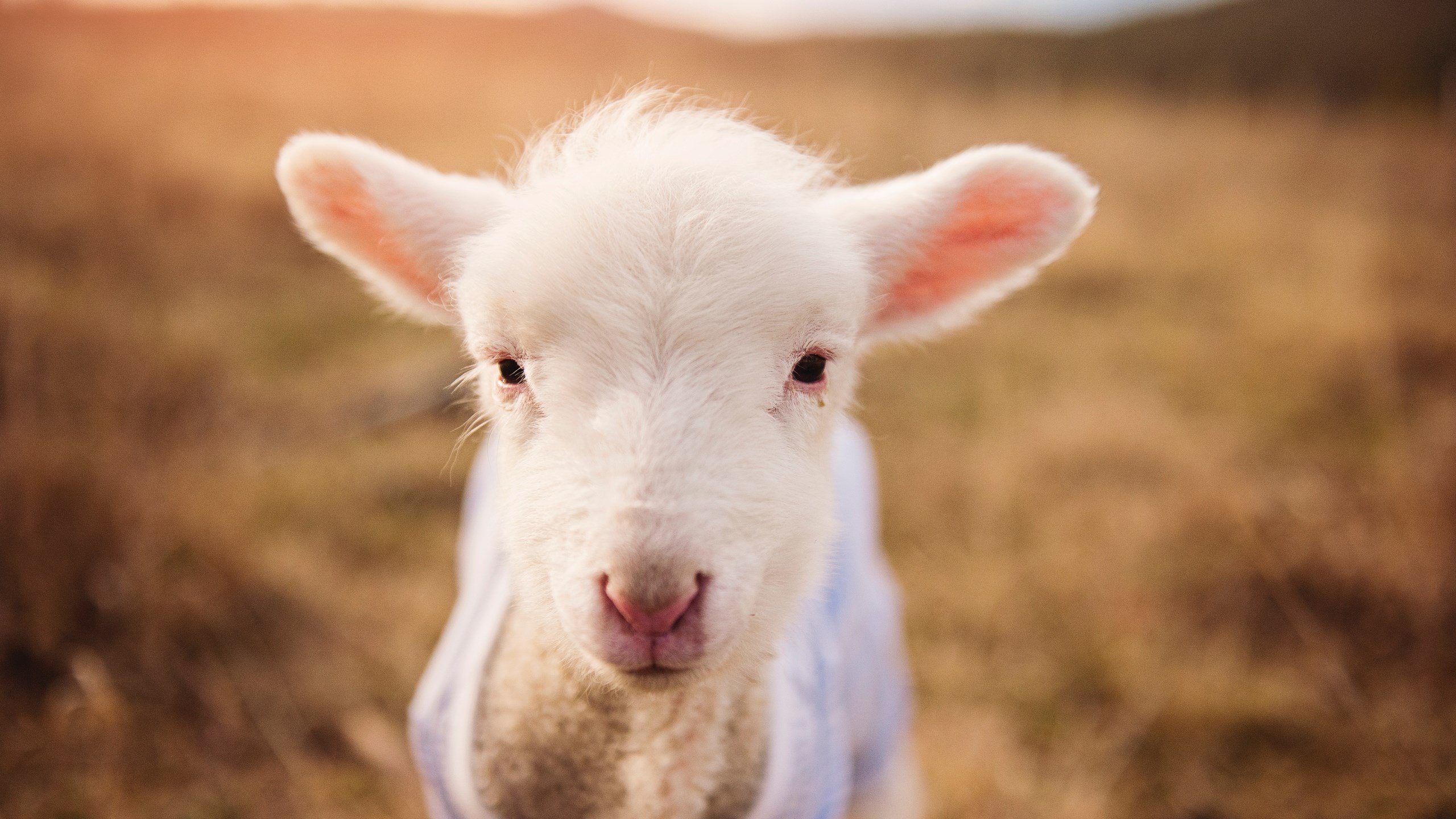 开云网站-VALORANT 线上联赛规模不断扩大，valorant赛制