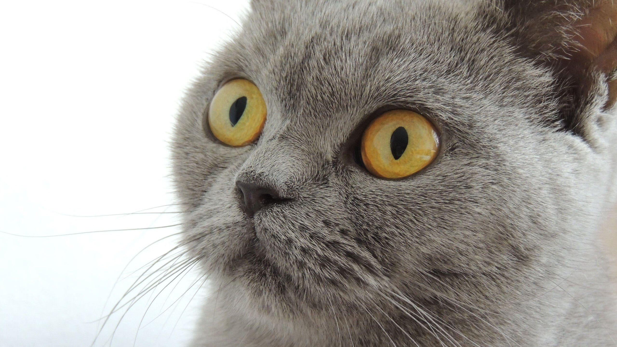 开云体育官网登入-_凯尔特人全场压制，稳步扩大领先优势_，凯尔特人前瞻